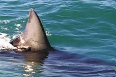 ΛΕΣΒΟΣ: Τεράστιος καρχαρίας στα δίχτυα ψαράδων στο Πλωμάρι