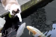 Ο γάτος αυτός δίνει φιλάκια σε… ψάρια [video]