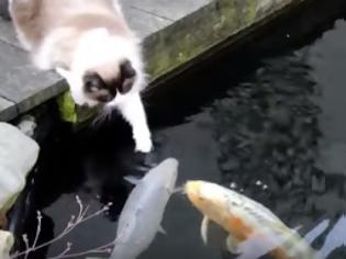Φωτογραφία για Ο γάτος αυτός δίνει φιλάκια σε… ψάρια [video]