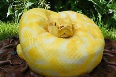 Νομίζεις ότι βλέπεις ένα πύθωνα; Για δες καλύτερα... [photos]