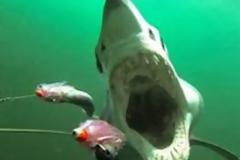 Το βίντεο - εφιάλτης που έγινε viral: Καρέ καρέ πώς είναι να σε τρώει καρχαρίας... [video]