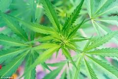 Μπορεί η κάνναβη να λειτουργήσει σαν φάρμακο; Νέα έρευνα αποκαλύπτει