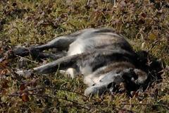 Αμαλιάδα: Πλάκωσε στο ξύλο την γυναίκα που τον κατήγγειλε επειδή πυροβολεί αδέσποτα!