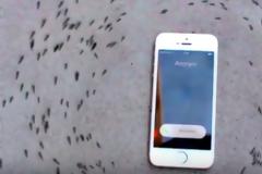 Υπνωτισμένα μυρμήγκια μαγνητίζονται από ένα iphone