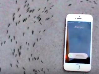 Φωτογραφία για Υπνωτισμένα μυρμήγκια μαγνητίζονται από ένα iphone