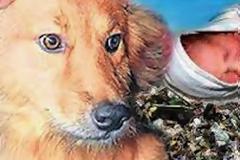 Μια μητέρα πέταξε το νεογέννητό της στα σκουπίδια! Αυτός ο σκύλος όμως…