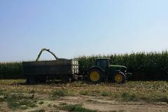 Καλαμπόκια ύψους 4,43 μέτρων συγκόμισε αγρότης από την Ξάνθη - Μοιάζουν με δέντρα