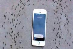 Το ήξερες; Γιατί τα μυρμήγκια δεν πλησιάζουν τα... iPhones; [video]