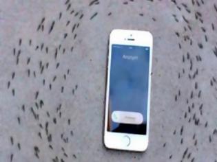 Φωτογραφία για Το ήξερες; Γιατί τα μυρμήγκια δεν πλησιάζουν τα... iPhones; [video]