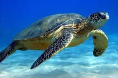 Νεκρά δελφίνια και χελώνες στις ελληνικές θάλασσες το καλοκαίρι