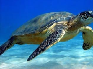 Φωτογραφία για Νεκρά δελφίνια και χελώνες στις ελληνικές θάλασσες το καλοκαίρι