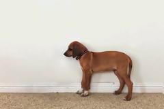 Πανέμορφο βίντεο: Η ανάπτυξη ενός κουταβιού από 2 μηνών έως 3 ετών [video]