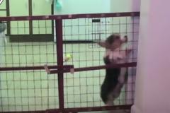 Έβαλε κάμερα για να δει επιτέλους πώς δραπετεύει το μικρό σκυλάκι Corgi - Δεν πίστευε στα μάτια του [video]