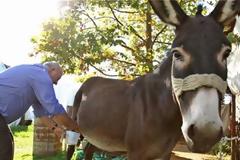 ΤΕΙ Θεσσαλίας: Κάνουν «σκόνη» το γάλα γαϊδούρας