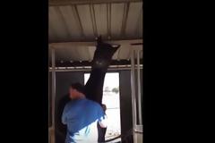 Ο άνδρας τρίβει τον λαιμό του γιγάντιου αλόγου. Κοιτάξτε τώρα την αντίδραση του ζώου [video]