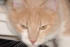 Κόμμα για ζώα: Καταγγελίες και όχι δημόσια δικαστήρια