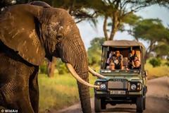 Η λαθροθηρία αποδεκατίζει τους ελέφαντες της Τανζανίας