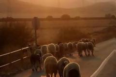 Αυτοκίνητο έπεσε πάνω σε πρόβατα στην παλαιά Ε.Ο. Κοζάνης