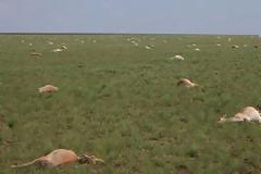 Τρόμος από τον θάνατο 60.000 αντιλοπών