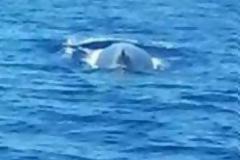 Μια φάλαινα στις θάλασσες της Κρήτης! Δείτε τις φωτογραφίες που τράβηξε ψαράς