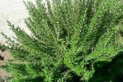 Αυτό είναι το βότανο που ενισχύει τη μνήμη έως και 75%