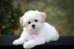 Το ήξερες; Γιατί όταν μιλάμε στα σκυλάκια γυρίζουν πλάγια το κεφάλι τους;