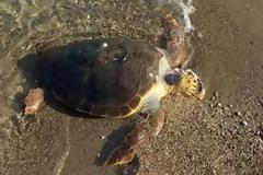 Πάτρα: Νεκρή θαλάσσια χελώνα στην πλάζ