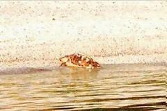 Νεκρή χελώνα στην Κομοτηνή - Ακόμη ένα σκοτωμένο ζώο ξεβράστηκε στην ακτή [photo]