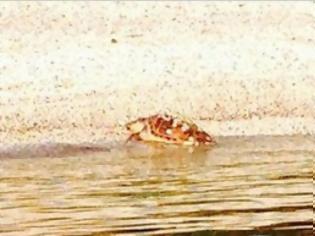 Φωτογραφία για Νεκρή χελώνα στην Κομοτηνή - Ακόμη ένα σκοτωμένο ζώο ξεβράστηκε στην ακτή [photo]