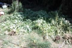 Αγρίνιο: 47χρονος διατηρούσε φυτεία με δέντρα κάνναβης ύψους 4 μέτρων!