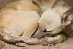 Ξέρετε γιατί τα σκυλιά κάνουν κύκλους προτού ξαπλώσουν; Αυτή είναι η απάντηση...