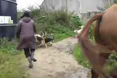 Μια ομάδα σκυλιών είναι έτοιμα να σκοτώσουν μια αλεπού - Δείτε όμως τι γίνεται όταν αυτή η γυναίκα επεμβαίνει... [video]