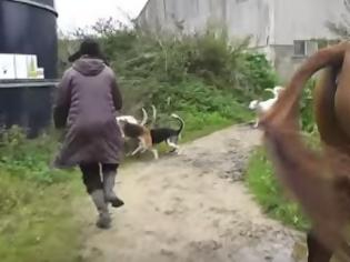 Φωτογραφία για Μια ομάδα σκυλιών είναι έτοιμα να σκοτώσουν μια αλεπού - Δείτε όμως τι γίνεται όταν αυτή η γυναίκα επεμβαίνει... [video]