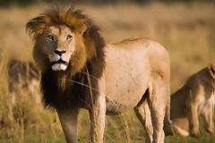 Τα περισσότερα διαθέσιμα θηράματα παραδόξως μειώνουν τον αριθμό των λιονταριών