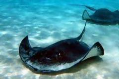 Κρήτη: Σαλάχι επιτέθηκε σε λουόμενο - Στο νοσοκομείο με 18 ράμματα