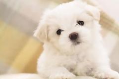 Αρχίζει δωρεάν στείρωση και σήμανση ιδιόκτητων ζώων στο νομό Χανίων