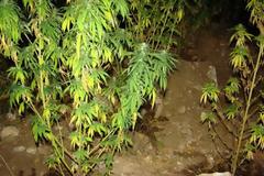 Φουλ στο πράσινο η Άνδρος! 89 δενδρύλία εκριζώθηκαν και κατασχέθηκαν