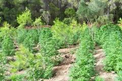 Μεγάλη χασισοφυτεία στην Κορινθία – Οι καλλιεργητές έμεναν σε...σπηλιές