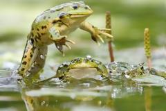 Αρσενικοί βάτραχοι αναπτύσσουν θηλυκές ορμόνες λόγω παρουσίας οιστρογόνων στις λίμνες