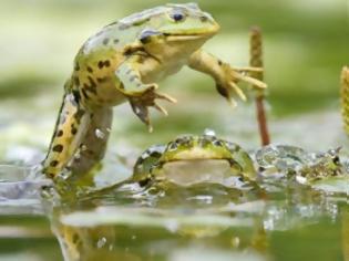Φωτογραφία για Αρσενικοί βάτραχοι αναπτύσσουν θηλυκές ορμόνες λόγω παρουσίας οιστρογόνων στις λίμνες