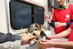 Δωρεάν στείρωση και δωρεάν τσιπ σε ιδιόκτητα ζώα