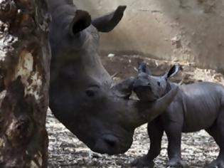 Φωτογραφία για Τρία μωρά σπάνιου είδους ρινόκερου κάνουν... πέρασμα από την κάμερα