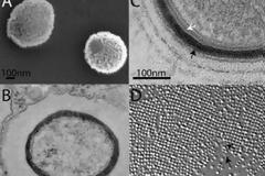 Θα ξαναζωντανέψουν άγνωστο ιό που βρέθηκε κατεψυγμένος στη Σιβηρία