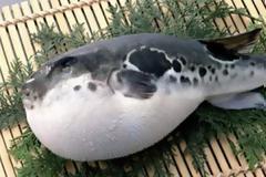 Τα πιο επικίνδυνα φαγητά του κόσμου: Τι να μην φάτε σε κάθε χώρα