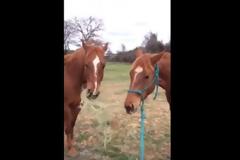 ΜΑΘΗΜΑ ΖΩΗΣ από ένα... άλογο - Τρέχει για να φέρει φαγητό στον δεμένο φίλο του [video]