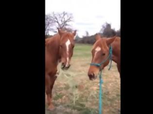 Φωτογραφία για ΜΑΘΗΜΑ ΖΩΗΣ από ένα... άλογο - Τρέχει για να φέρει φαγητό στον δεμένο φίλο του [video]