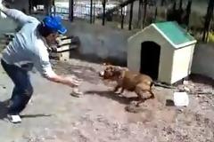 Κοροϊδεύει συνέχεια το δεμένο Πιτ Μπούλ.. και η αλυσίδα σπάει [video]