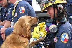 Μια άγνωστη ηρωίδα της 11ης Σεπτεμβρίου! Η σκυλίτσα - διασώστης