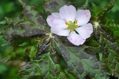 Βιοτεχνολογικό επίτευγμα! Κατάφεραν να μεταμοσχεύσουν θεραπευτικές ιδιότητες σπάνιου φυτού σε άλλο