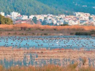 Φωτογραφία για Στη Θεσπρωτία ένας από τους σημαντικότερους υγροβιότοπους της Ελλάδας με σπάνια είδη πουλιών και λουλουδιών